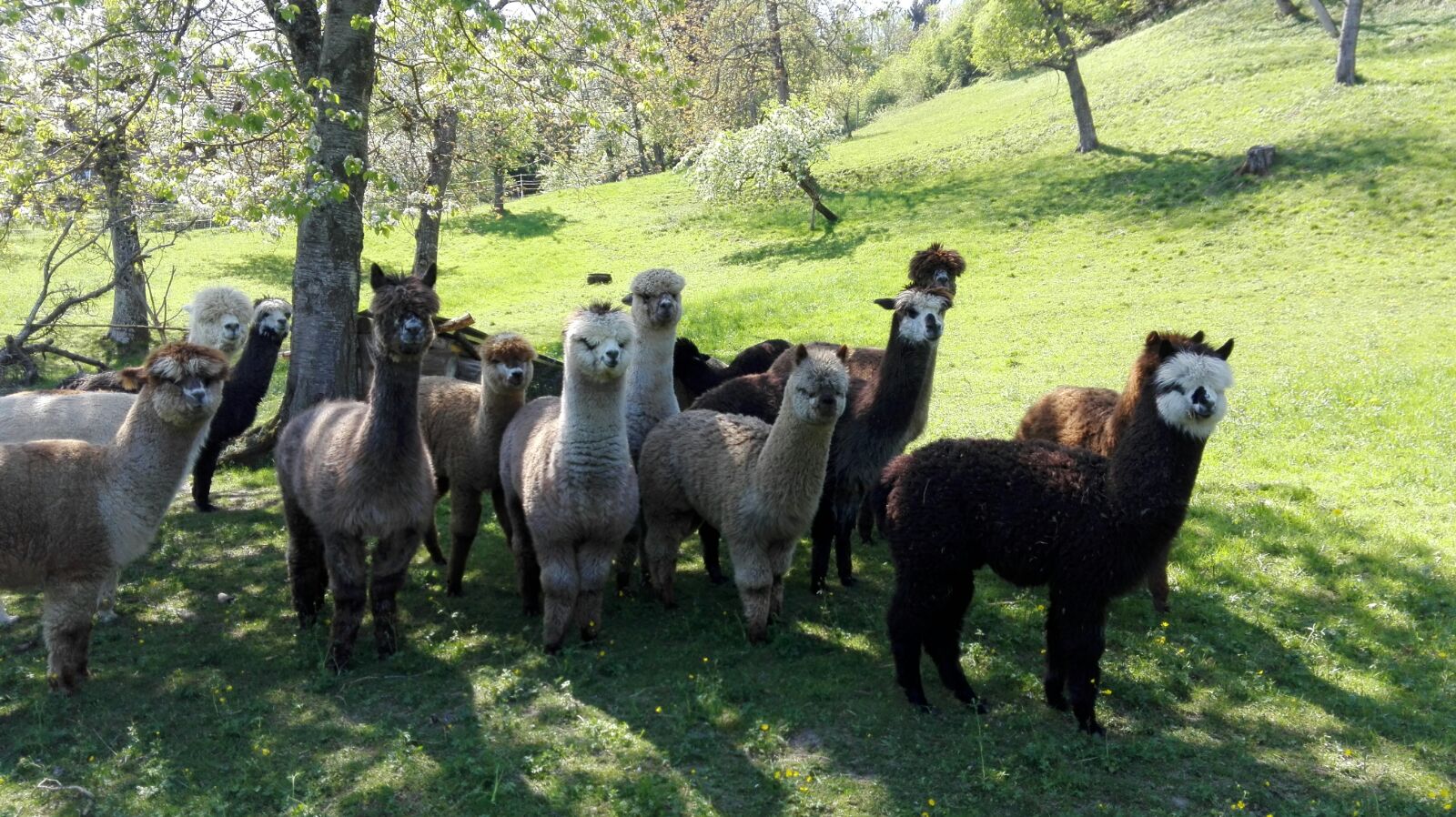 Alpaca Duvet kuschelig und gesund!