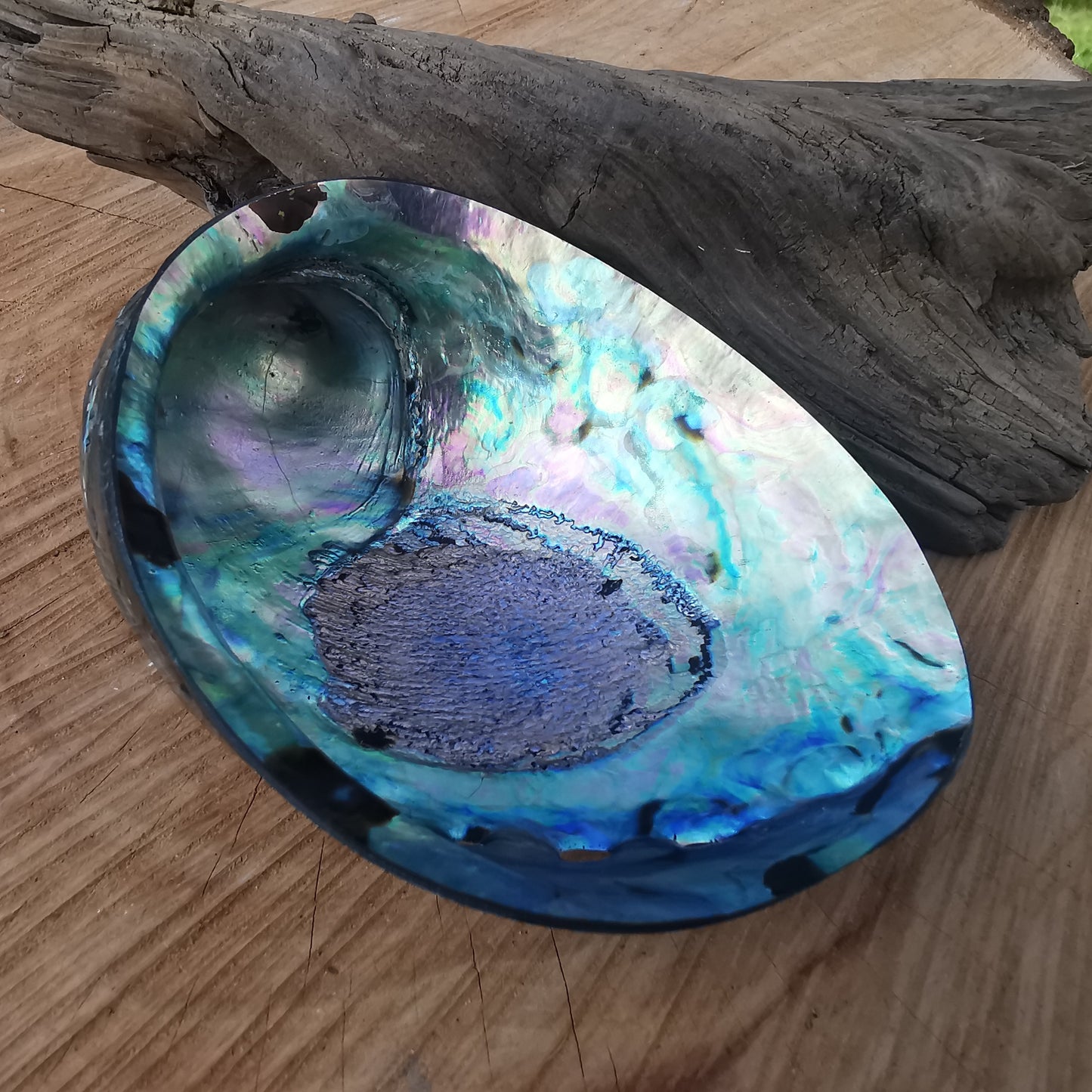 Sea opal (paua, abalone) shell 3